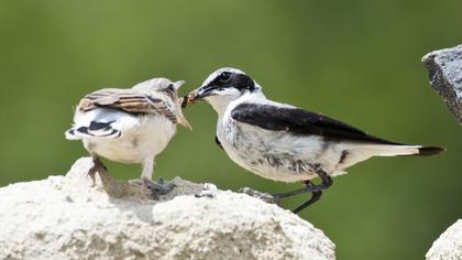 Karakulaklı kuyrukkakan