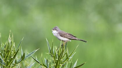 Akgerdanlı ötleğen
