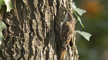 Bahçe tırmaşıkkuşu