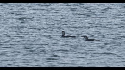 Karagerdanlı dalgıç