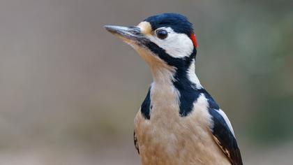 Orman alaca ağaçkakanı