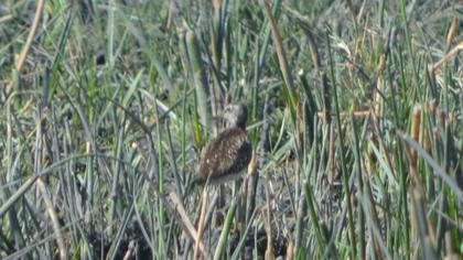 Orman düdükçünü