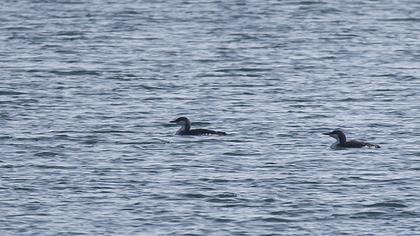 Karagerdanlı dalgıç