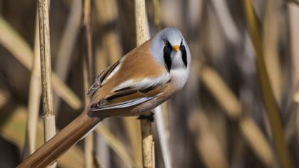 Bıyıklı baştankara