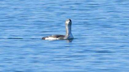 Karagerdanlı dalgıç