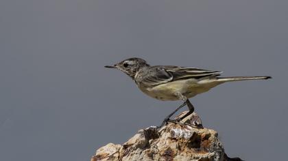 Sarı kuyruksallayan