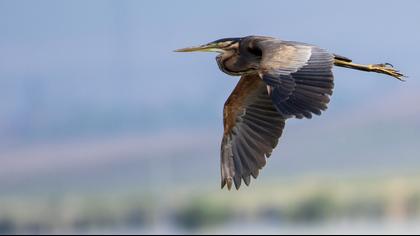 Erguvani balıkçıl