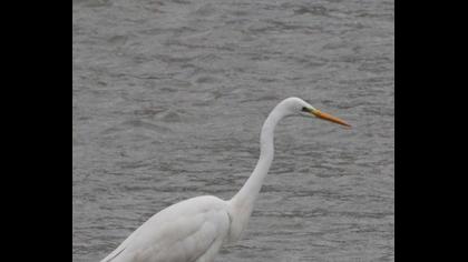 Great Egret