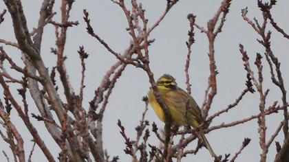 Cirl Bunting