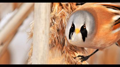 Bıyıklı baştankara