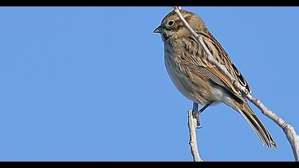 Bataklık Kirazkuşu