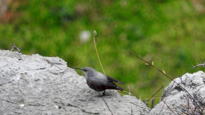 Duvar tırmaşıkkuşu