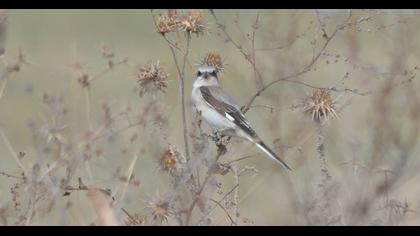 Karaalınlı örümcekkuşu