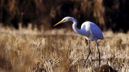 Büyük ak balıkçıl