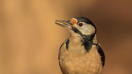 Orman alaca ağaçkakanı