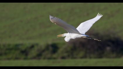 Büyük ak balıkçıl