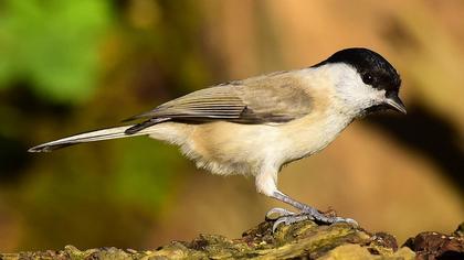 Kayın baştankarası