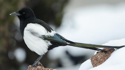 Eurasian Magpie