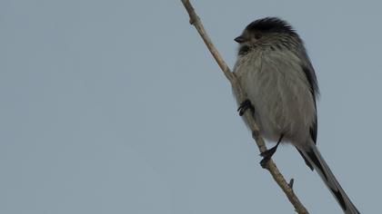 Long-tailed Tit