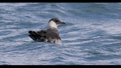 Kütkuyruklu korsanmartı