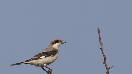 Karaalınlı örümcekkuşu