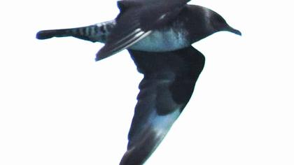 Uzunkuyruklu korsanmartı