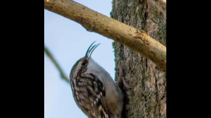 Bahçe tırmaşıkkuşu