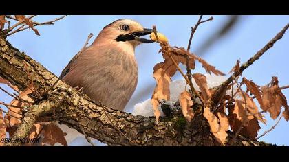 Eurasian Jay