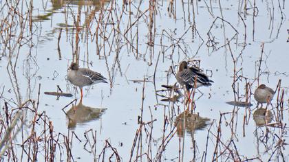 Taiga/Tundra Bean Goose