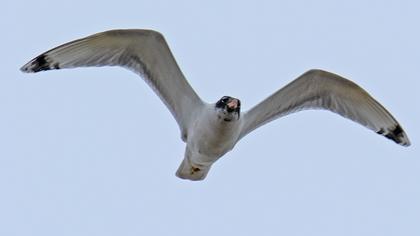 Büyük karabaş martı