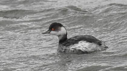 Karaboyunlu batağan