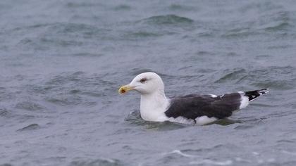 Büyük karasırtlı martı