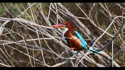 İzmir yalıçapkını