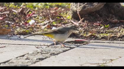 Dağ kuyruksallayanı