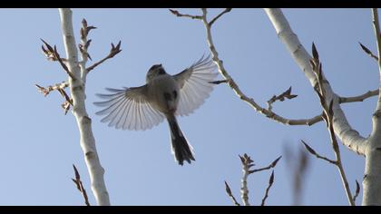 Uzunkuyruklu baştankara