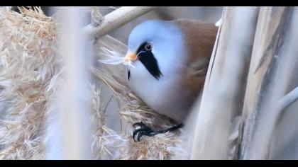 Bıyıklı baştankara