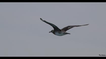 Kütkuyruklu korsanmartı