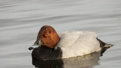 Common Pochard