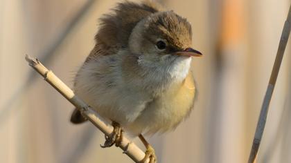 Büyük kamışçın