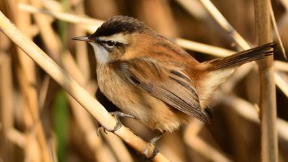 Bıyıklı kamışçın