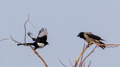 Hooded Crow