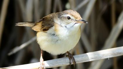 Doğu kamışçını