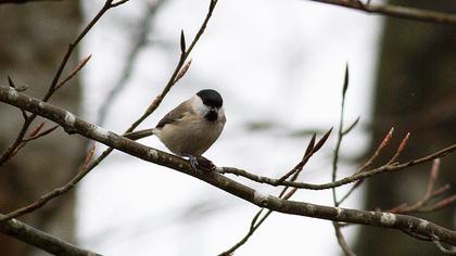 Kayın baştankarası
