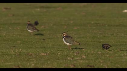 Northern Lapwing