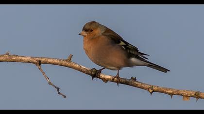 Common Chaffinch