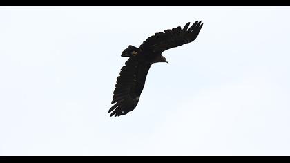 Büyük orman kartalı