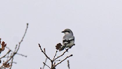 Büyük örümcekkuşu