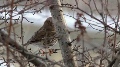Song Thrush
