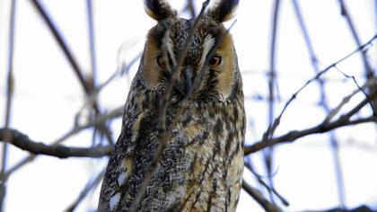 Kulaklı orman baykuşu