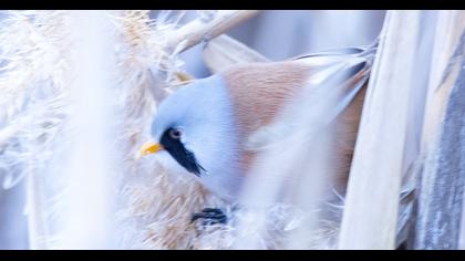 Bıyıklı baştankara